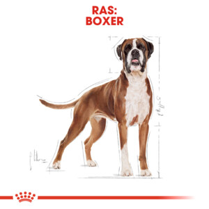 Royal Canin Hondenvoer Droog Boxer Adult 3 kg