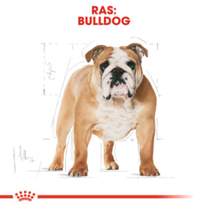 Royal Canin Hondenvoer Droog English Bulldog Adult 3 kg
