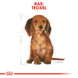 Royal Canin Hondenvoer Droog Dachshund Puppy 1,5 kg
