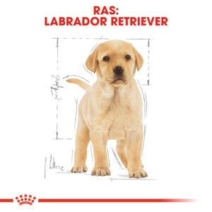 4x Royal Canin Hondenvoer Droog Labrador Retriever Puppy 3 kg