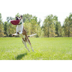 Kong Flyer Frisbee Rood 