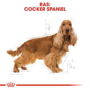 Royal Canin Hondenvoer Droog Cocker Adult 3 kg