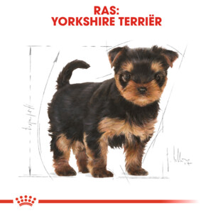 Royal Canin Hondenvoer Droog Yorkshire Terrier Puppy 1,5 kg