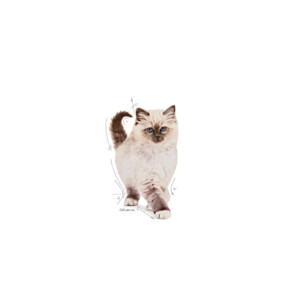 Royal Canin Kitten Kattenvoer 4 kg
