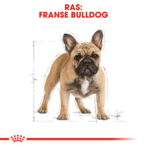 Royal Canin Hondenvoer Droog French Bulldog Adult 3 kg