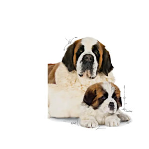 Royal Canin Giant Starter Mother & Baby Hondenvoer 15 kg