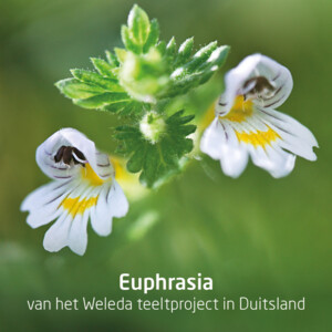 3x WELEDA Ogentroost Oogdruppels Ampullen - 43.24 euro