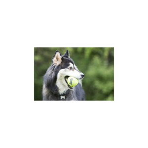 Kong Squeakair Tennisbal Multipack L 2 stuks