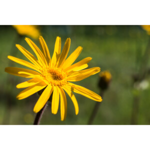WELEDA Arinca Zalf/ Pommade - 9.15 euro