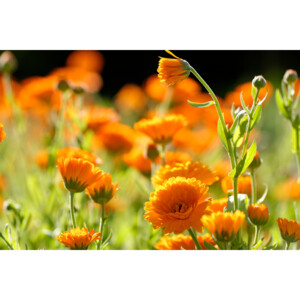 WELEDA Calendula Zalf/ Pommade - 8.55 euro