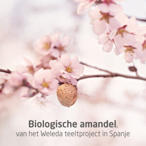 WELEDA Mama Massageolie Perineum - 15.99 euro