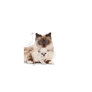 12x Royal Canin Mother & Baby Mousse Kattenvoer Nat 195 gr