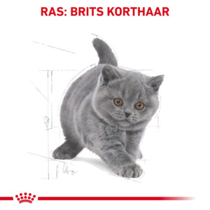 Royal Canin Kattenvoer Droog British Shorthair Kitten 10 kg