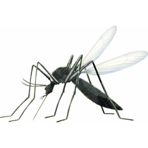 Zensect SOS Insectenbeten Stick - 2.75 euro