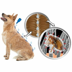 Beaphar DImetHIcare Line-On Anti Vlooien en Teken Druppels Hond > 30 kg 6 pipetten