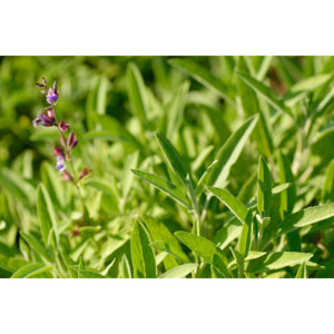 WELEDA Bio Salie Keelspray - 8.59 euro