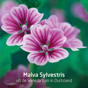 WELEDA Visiodoron Malva Oogdruppels Ampullen - 10.49 euro