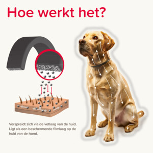 Beaphar Canishield Anti Vlooien en Tekenband Hond S - M 48 cm