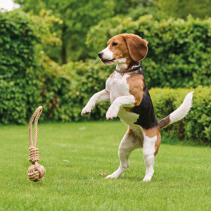 Beaphar Canishield Anti Vlooien en Tekenband Hond S - M 48 cm