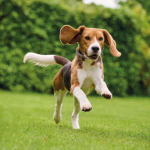 Beaphar Canishield Anti Vlooien en Tekenband Hond S - M 48 cm