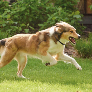 Beaphar Canishield Anti Vlooien en Tekenband Hond L - 19.49 euro
