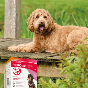 Beaphar Fiprotec Anti Teken- en Vlooiendruppels Hond 2 - 10 kg - 19.55 euro