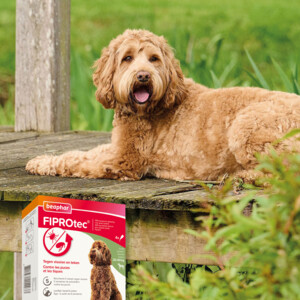 Beaphar Fiprotec Anti Teken- en Vlooiendruppels Hond 20 - 40 kg 4 stuks