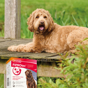 Beaphar Fiprotec Anti Teken- & Vlooiendruppels Hond 40 - 60 kg 4 stuks