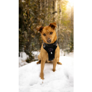 Hurtta Weekend Warrior Harness Zwart 80 - 100 cm
