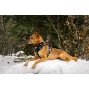 Hurtta Weekend Warrior Harness Zwart 80 - 100 cm